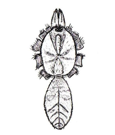 Nemesia pannonica.jpg