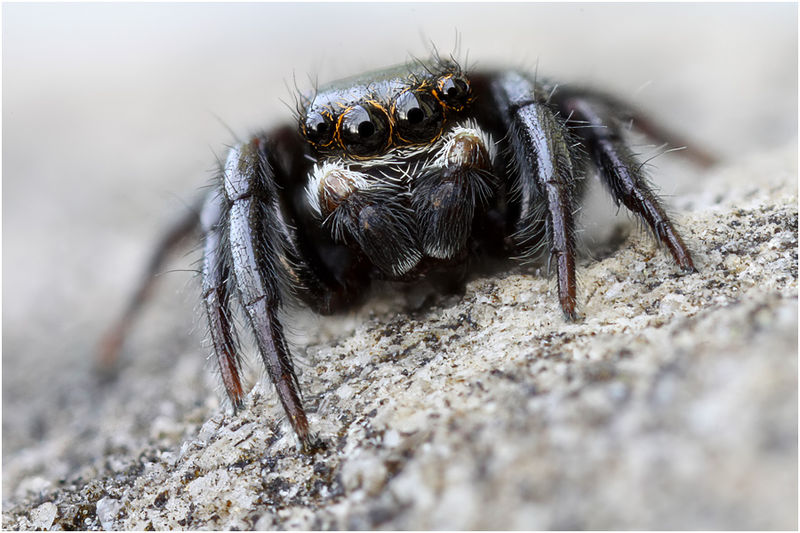 Datei:Pseudeuophrys obsoleta male frontal Schaefer.jpg