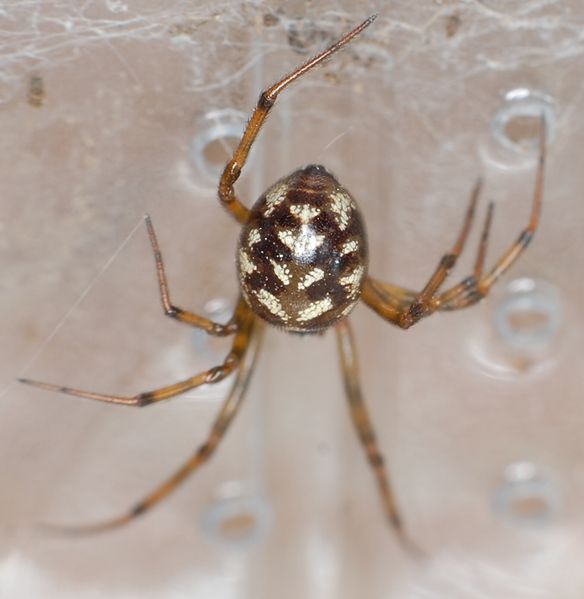 Datei:Steatoda-triangulosa CarstenWieczorrek.jpg