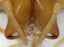 Tapinopa-longidens No-Risnes 09-10 01-Detailausschnitt.jpg