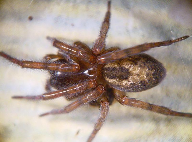 Datei:Amaurobius similis 5 1024.jpg