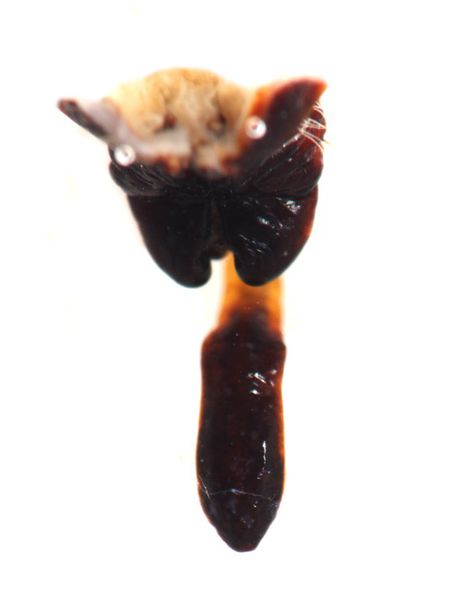 Datei:Araneus circe female A5927 PM8238.JPG