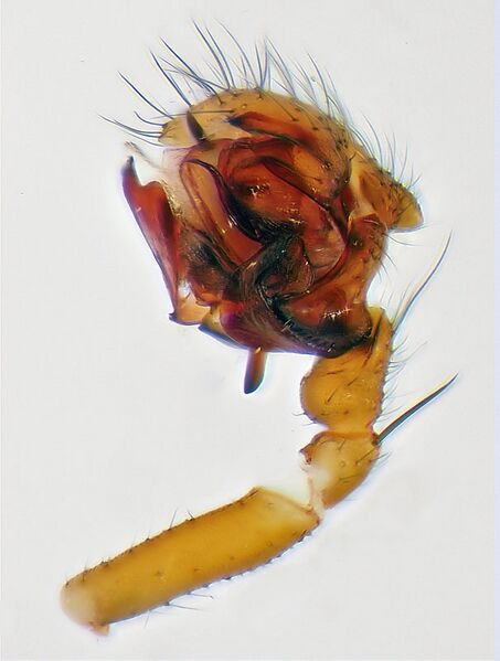 Datei:Centromerus-sylvaticus-Pedipalpus.jpg