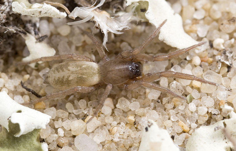 Datei:Haplodrassus-Haplodrassus-dalmatensis Sardinien-Duene 13-04 01.jpg