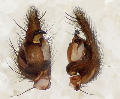 Inermis Egersburg 08-11 01-Pedipalpus.jpg