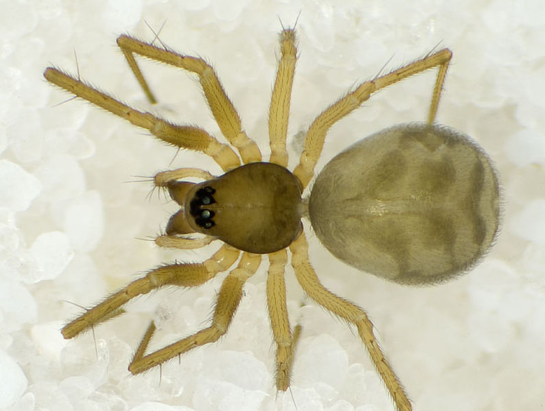 Datei:Tenuiphantes-zimmermanni No-Risnesoyna 09-10 06.jpg