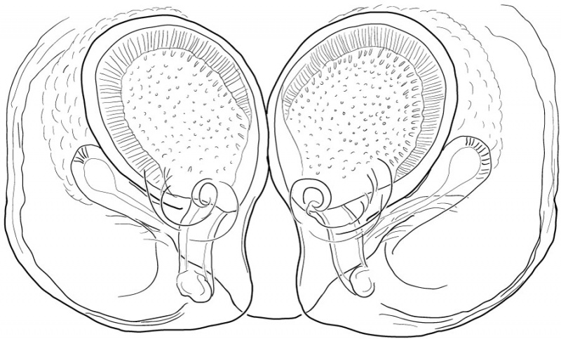 Datei:TibellusOblongusEpigyneDorsalDrawing.jpg