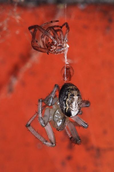 Datei:Zygiella Häutung 6.JPG