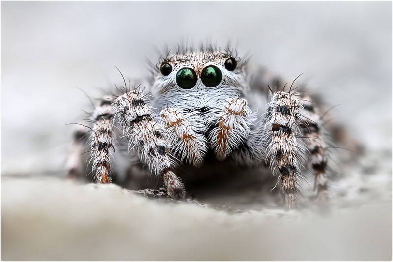 Datei:Aelurillus balearus female frontal Schaefer.jpg