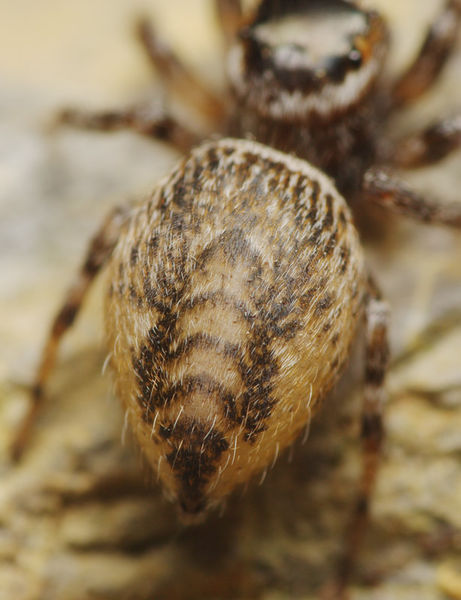 Datei:Evarcha jucunda female A6063 PK6964.JPG