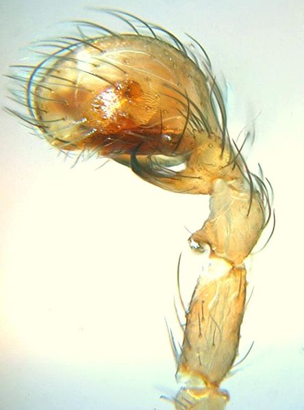 Datei:Hahnia punctata male a.jpg