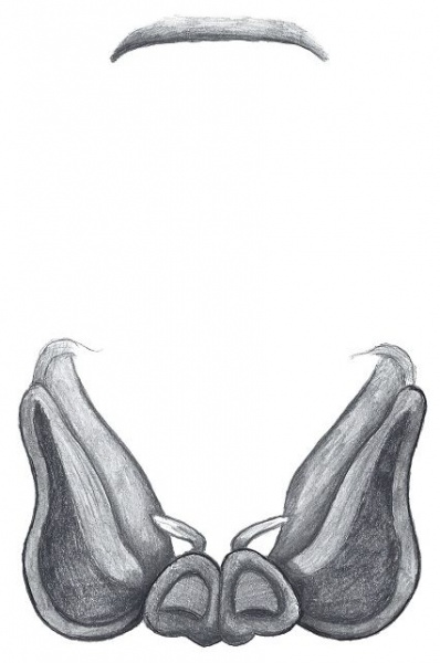 Datei:Haplodrassus moderatus Vulva do HLovbrekke.jpg