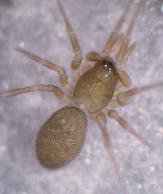 Panamomops mengei 1024.jpg