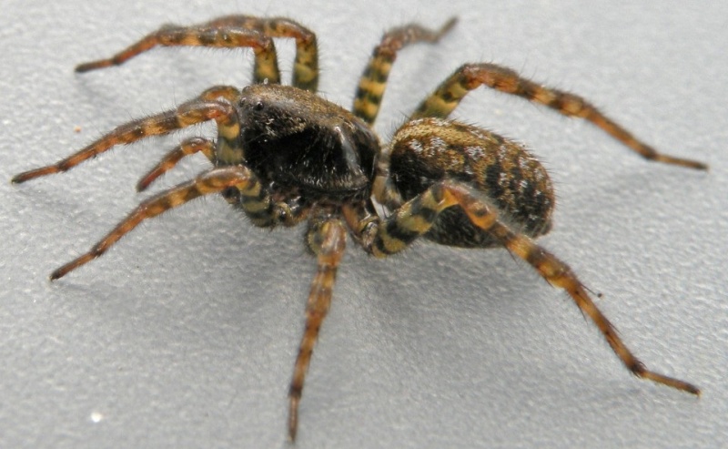 Datei:Arctosa leopardus lat Arne Fjellberg.jpg