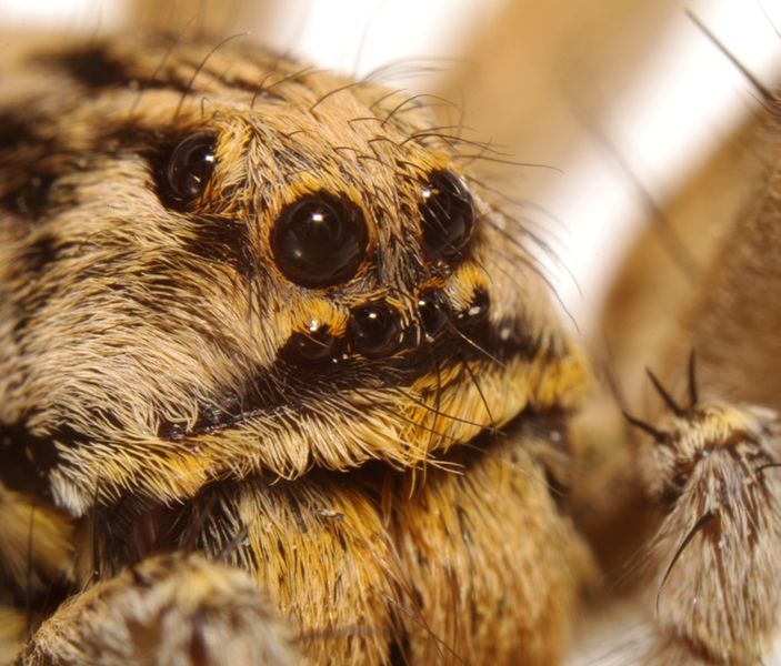 Datei:Geolycosa vultuosa male PF1074.JPG