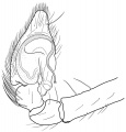 Pedipalpus ventral