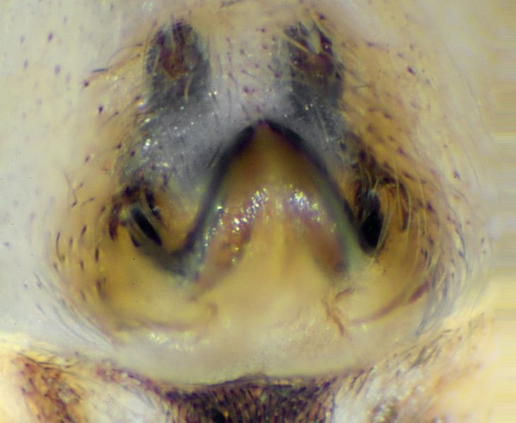 Datei:Oxyopes heterophthalmus pedipalpus Epigyne.jpg