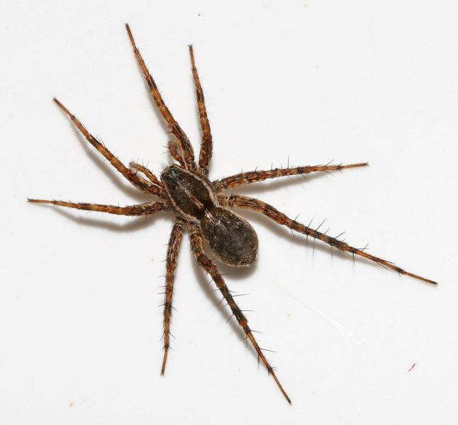 Datei:P monticola-female1.jpg