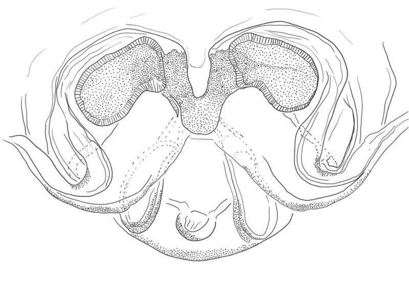 Datei:Syedra apetlonensis vulva KAakra.jpg