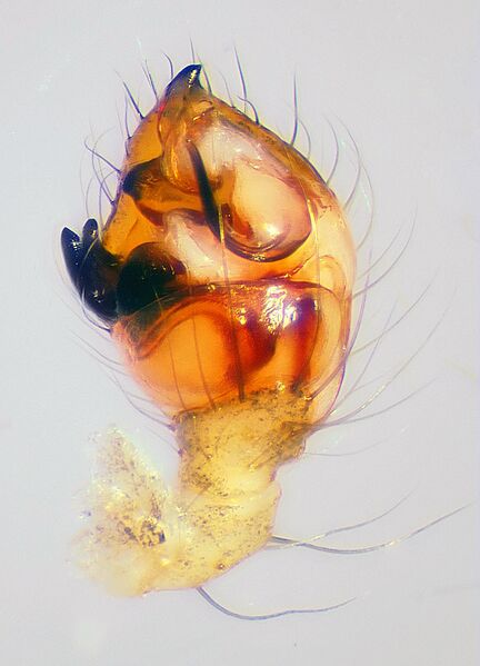 Datei:Theridion-varians-Palp.jpg