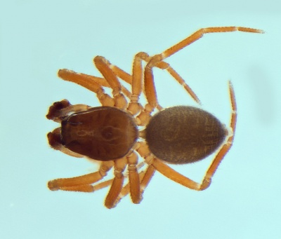 Typhochrestus simoni male 20140918200358-e4464c07-me.jpg