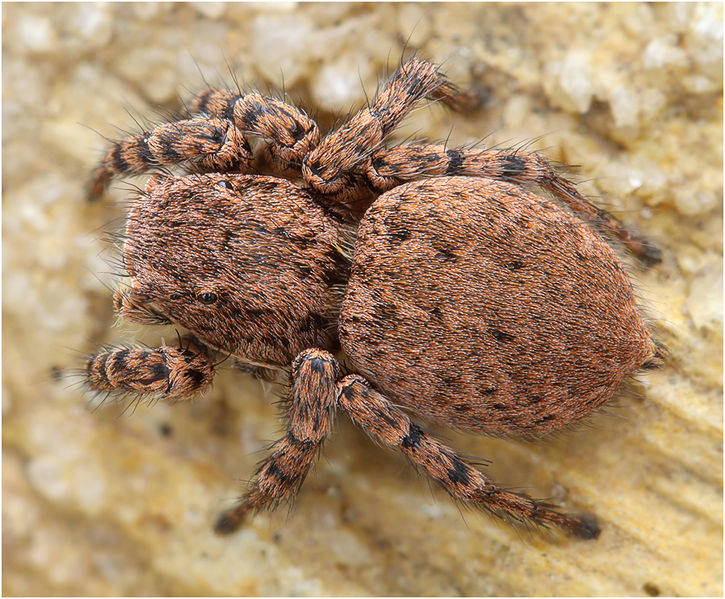 Datei:A. luctuosus2 W Schäfer.jpg