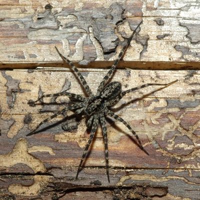 Acantholycosa lignaria male PD7331.JPG