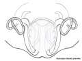 Vulva ventral