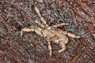 Anelasmocephalus cambridgei Steiner (2).jpg