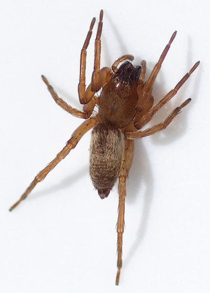 Datei:Clubiona-reclusa Glenn-H-Morka 09-07 01.jpg