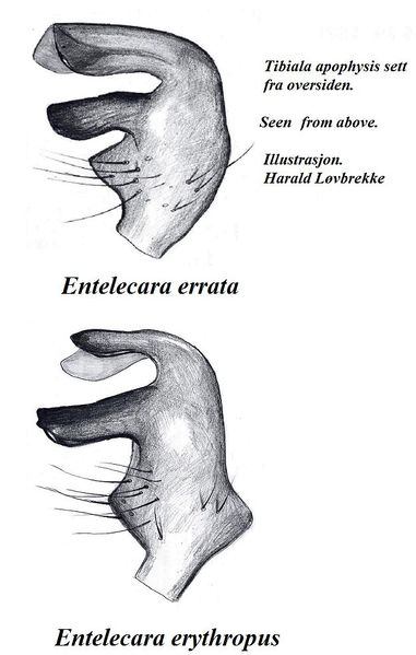 Datei:Entelecara erythrophus errata tibialapophyse HLovbrekke.jpg