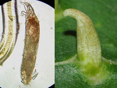 Eriophyes tiliae tomentosae1.JPG