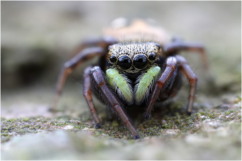 Datei:Heliophanus apiatus female frontal Schaefer.jpg