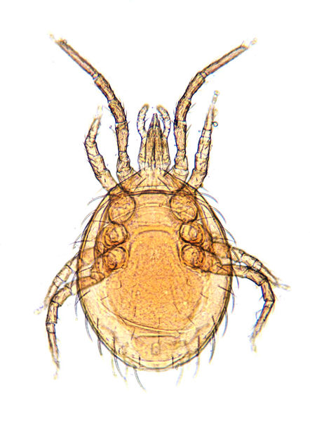 Datei:Laelapidae female A3878 PN7509.jpg