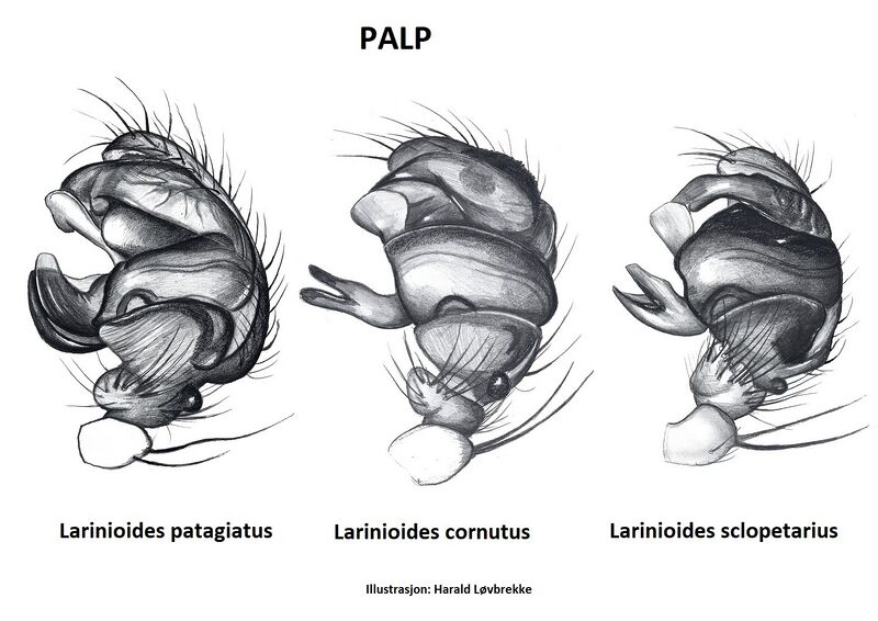 Datei:Larinioides palp HLovbrekke.jpg