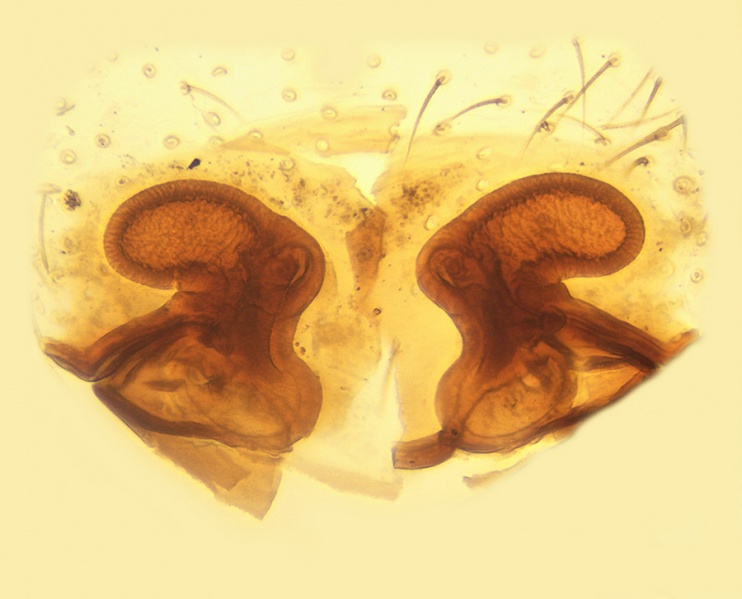 Datei:Walckenaeria dalmasi Vulva 20140329181733-e8334f2c.jpg