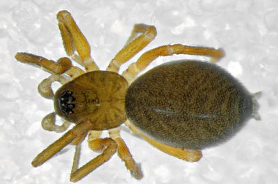 Agyneta cauta f dorsal.jpg