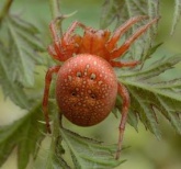 Araneus alsine dorsal.jpg