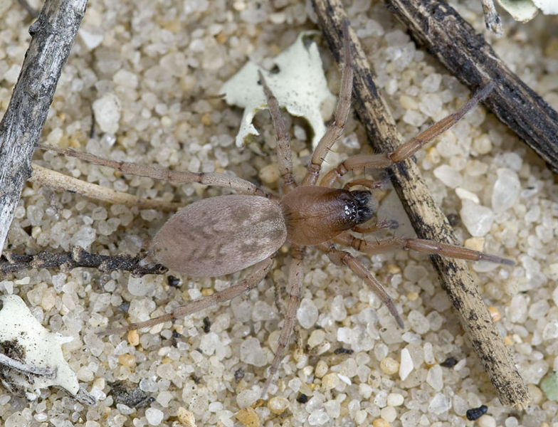 Datei:Haplodrassus-dalmatensis Portugal-Duene 12-04 01.jpg
