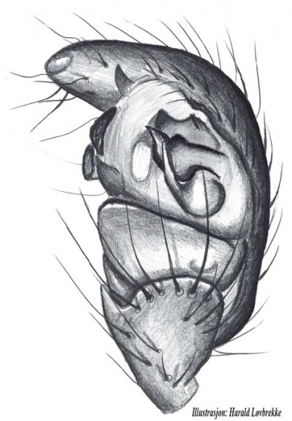 Datei:Neottiura bimaculata palp HLovbrekke.jpg