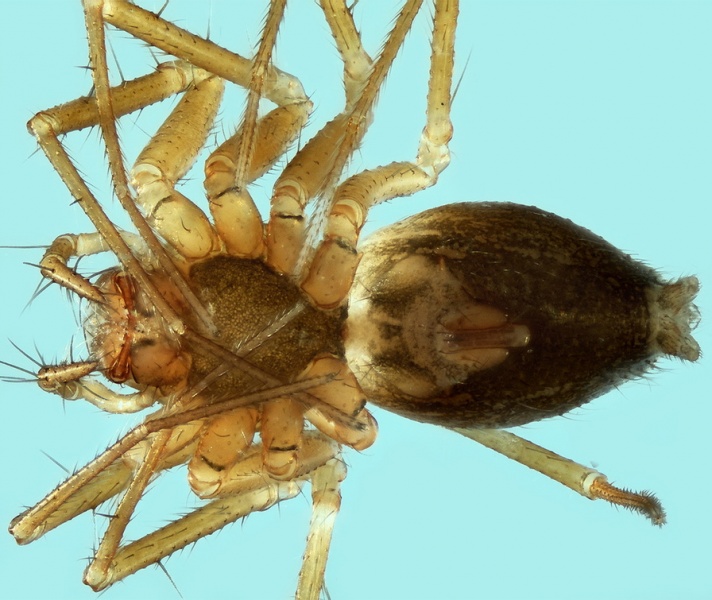 Datei:Palliduphantes dentatidens female 20170503133641-3af7066e-me.jpg