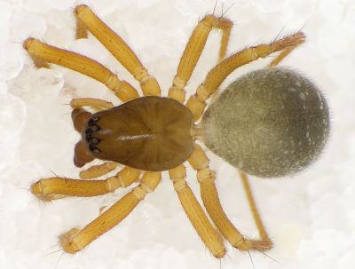 Porrhomma-convexum WeisseGrube6413 07-04 01.jpg