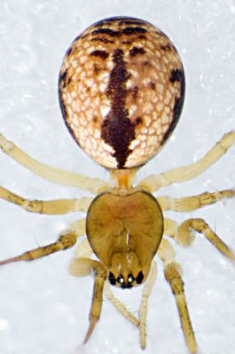 Agnyphantes expunctus fem dorsal finnmark 2011.jpg