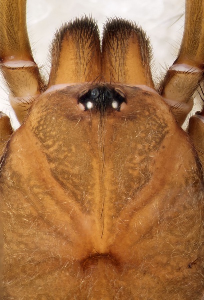 Datei:Brachythele-denieri Bulgarien-Buhovo 17-04 04-Prosoma.jpg