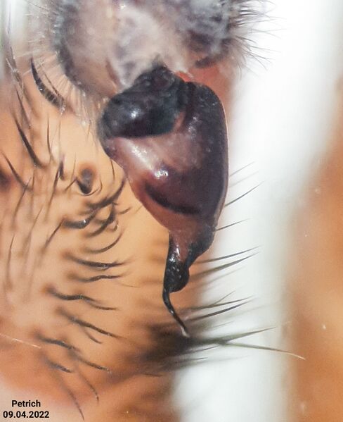 Datei:Brachythele langourovi male Bulgaria bulbus3.jpg