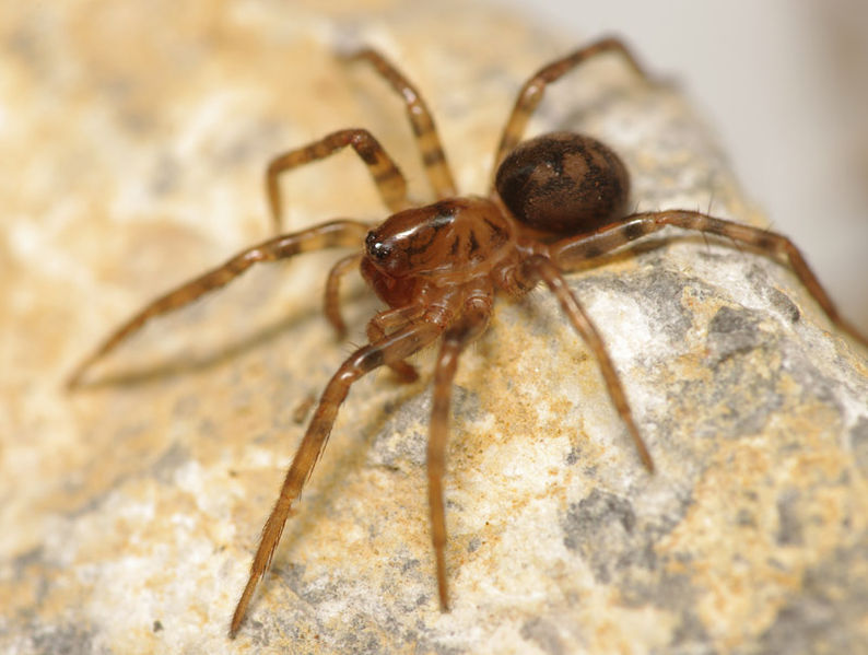 Datei:Cybaeus angustiarum female sa PN0477.JPG