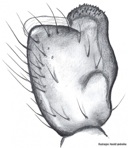 Datei:Diastanillus pecuarius tibialapophysis HLovbrekke.jpg