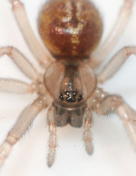 Datei:E.caricis frits.2.jpg