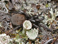 Gnaphosa lapponum female A5957 PK8267.JPG