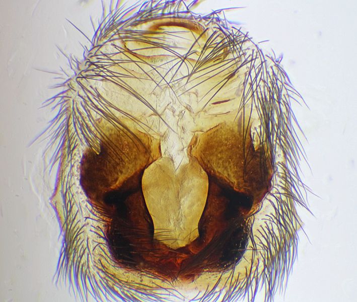 Datei:Haplodrassus silvestris Epigyne.jpg